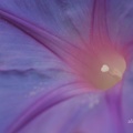 Blaue Prunkwinde (Ipomoea nil)